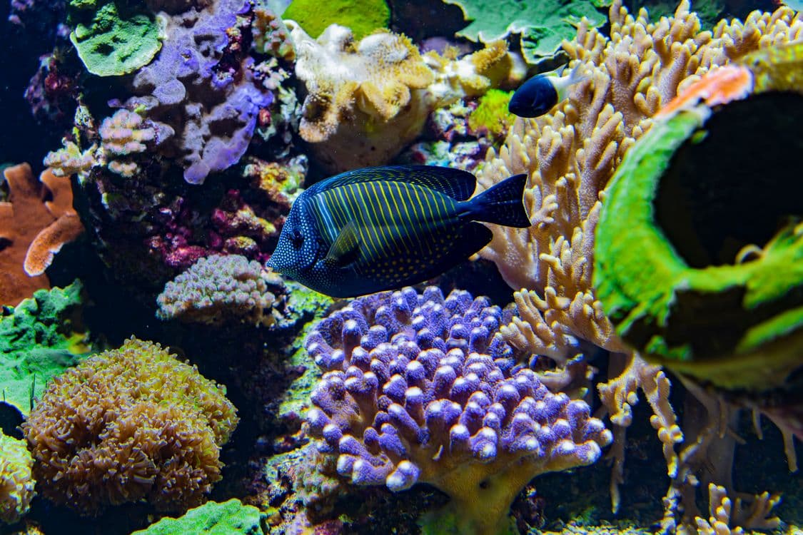 Sharm El Sheikh Tour